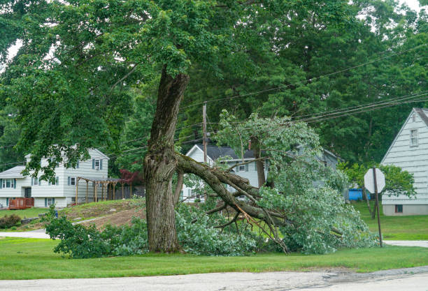 Best Firewood Processing and Delivery  in Tulsa, OK